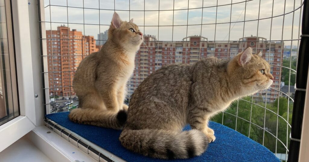 Балкончик для кошек
